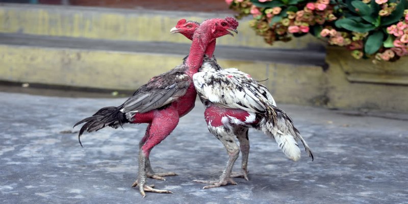Bật Mí Bí Quyết Chơi Đá Gà Jun88 Hiệu Quả Nhất 4 Bật Mí Bí Quyết Chơi Đá Gà Jun88