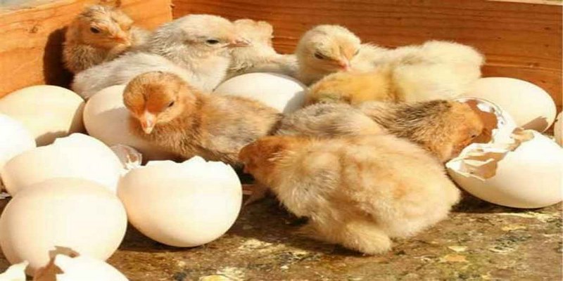 Cách Chăm Sóc Gà Chọi Con Mới Nở Người Nuôi Gà Nên Biết 4 Cách Chăm Sóc Gà Chọi Con Mới Nở